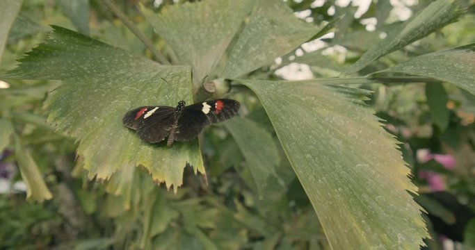 Longwing Butterfly, Doris Longwing sitting on a leaf in Butterfly House, Vienna, Austria