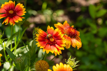 Beautiful orange garden flowers. Flowering in the Park, in the garden of lilies and Cynia.