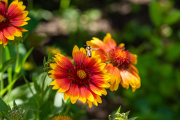 Beautiful orange garden flowers. Flowering in the Park, in the garden of lilies and Cynia.