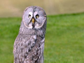 Portrait of great grey owl or great gray owl (Strix nebulosa)