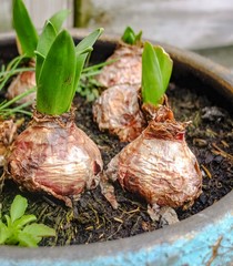 bulbs in pot