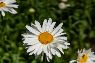 Fototapeta premium Flowering garden large chamomile. Bush chamomile varieties Leucanthus and Alaska.