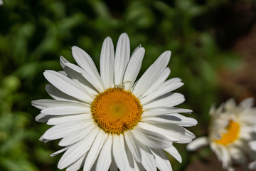 Fototapeta premium Flowering garden large chamomile. Bush chamomile varieties Leucanthus and Alaska.