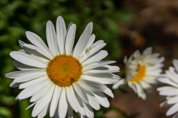 Fototapeta premium Flowering garden large chamomile. Bush chamomile varieties Leucanthus and Alaska.