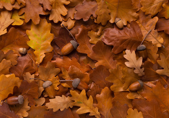 Natural background of golden autumn leaves fallen and acorns