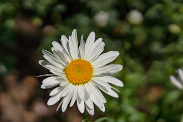 Fototapeta premium Flowering garden large chamomile. Bush chamomile varieties Leucanthus and Alaska.