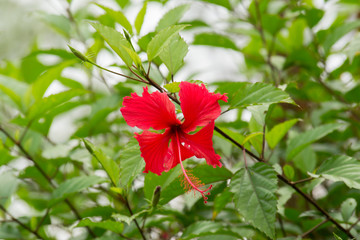 Hibiscus rosa-sinensis, known colloquially as Chinese hibiscus, China rose, Hawaiian hibiscus, rose mallow and shoeblackplant. 