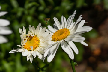 Fototapeta premium Flowering garden large chamomile. Bush chamomile varieties Leucanthus and Alaska.