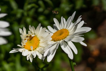 Fototapeta premium Flowering garden large chamomile. Bush chamomile varieties Leucanthus and Alaska.