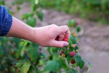 Hands picking sweet raspberry, berry harvest. Worker in work on raspberry plantation. Healthy eating. Juicy and ripe red berry.