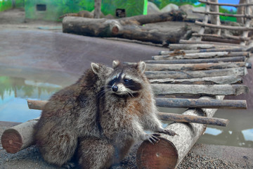 Fototapeta premium funny raccoons lovers having sex at the zoo
