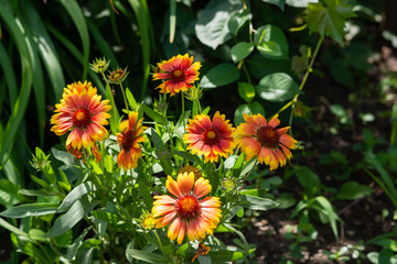 Beautiful orange garden flowers. Flowering in the Park, in the garden of lilies and Cynia.
