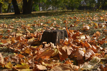  natural background of beautiful autumn leaves