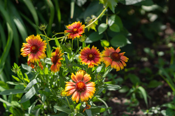 Beautiful orange garden flowers. Flowering in the Park, in the garden of lilies and Cynia.