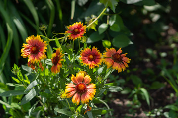 Beautiful orange garden flowers. Flowering in the Park, in the garden of lilies and Cynia.