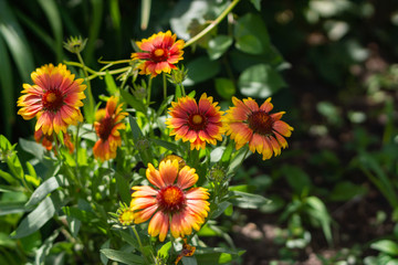 Beautiful orange garden flowers. Flowering in the Park, in the garden of lilies and Cynia.