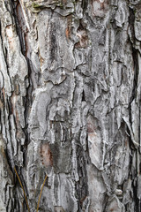 Atmospheric texture of natural wood bark