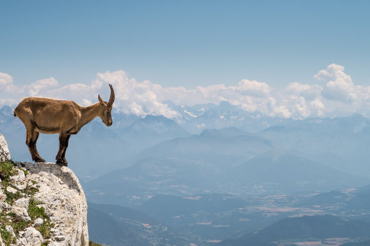 Bouquetin dans le vercors
