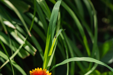 Beautiful orange garden flowers. Flowering in the Park, in the garden of lilies and Cynia.