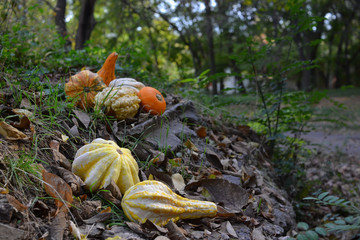 Autumn festival of harvest of decorative halloween pumpkins
