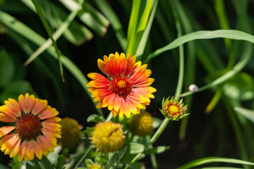 Beautiful orange garden flowers. Flowering in the Park, in the garden of lilies and Cynia.