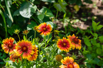 Beautiful orange garden flowers. Flowering in the Park, in the garden of lilies and Cynia.