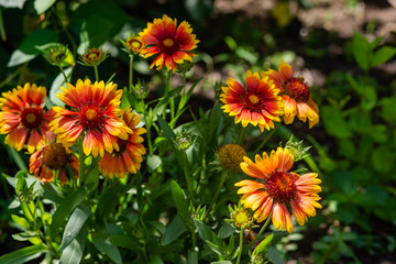 Beautiful orange garden flowers. Flowering in the Park, in the garden of lilies and Cynia.