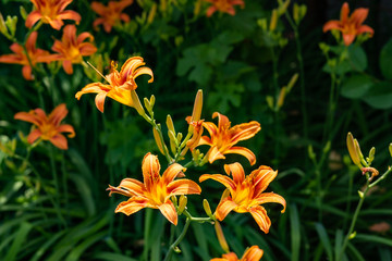 Beautiful orange garden flowers. Flowering in the Park, in the garden of lilies and Cynia.