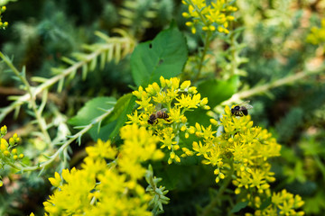 Spring, summer garden flowers. Yellow garden flowers, bees pollinate, collect nectar from garden flowers.