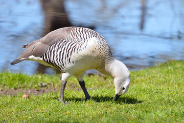 Male Magellan goose or upland goose (Chloephaga picta) eating on grass near of a pond