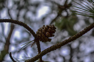 pine cones in a pine forest