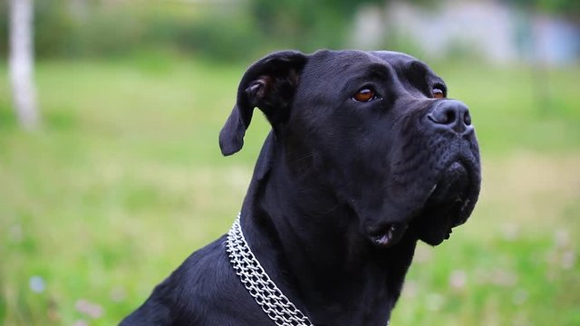 Portrait of a beautiful dog Cane Corso looking seriously at the camera. close-up. dog girl cane corso in the field