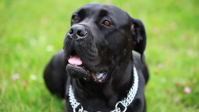 Portrait of a beautiful dog Cane Corso looking seriously at the camera. close-up. dog girl cane corso in the field