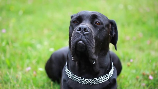 Portrait of a beautiful dog Cane Corso looking seriously at the camera. close-up. dog girl cane corso in the field