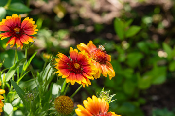 Beautiful orange garden flowers. Flowering in the Park, in the garden of lilies and Cynia.