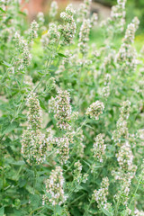 Mentha, mint bush with flowers, aromatic perennial herbs