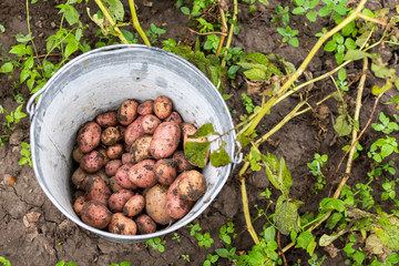 Fresh harvest of organic potatoes, an iron bucket of potatoes near the bush