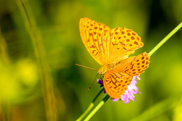 painted lady on a flower of a field scabious