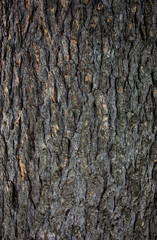 Wood texture on a roadside tree