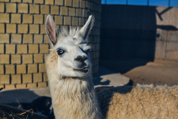 funny alpaca in the zoo