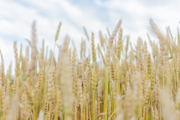 Fototapeta premium Field with young ears of wheat close up on a bright sunny day, cereals, agriculture