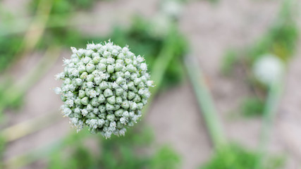 Onion flower with seeds close-up in the garden