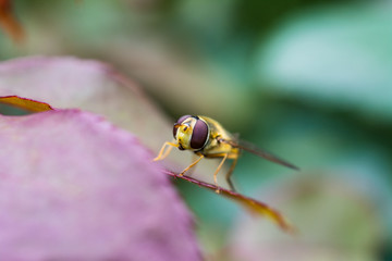 Macro close-up of marmalade hoverfly (female, Syrphidae - episyrphus balteatus)