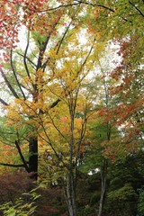 黄色く染まった葉っぱ