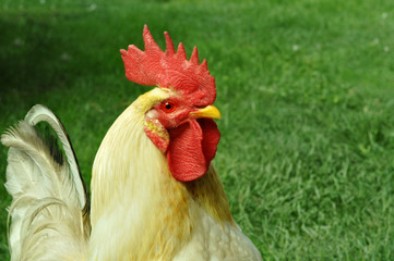 The head of a large white rooster