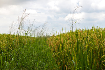 Close-up view of rice grains and grass.
