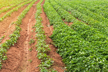Fototapeta na wymiar Green leaves of many sweet potato crops on the ground.