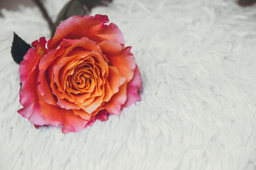 One rose lies on a white background. Flower in the bed. Light background and orange rose.