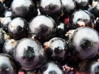 Black currant background. Macro photography. 