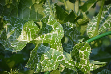 Leaves of Silybum Marianum